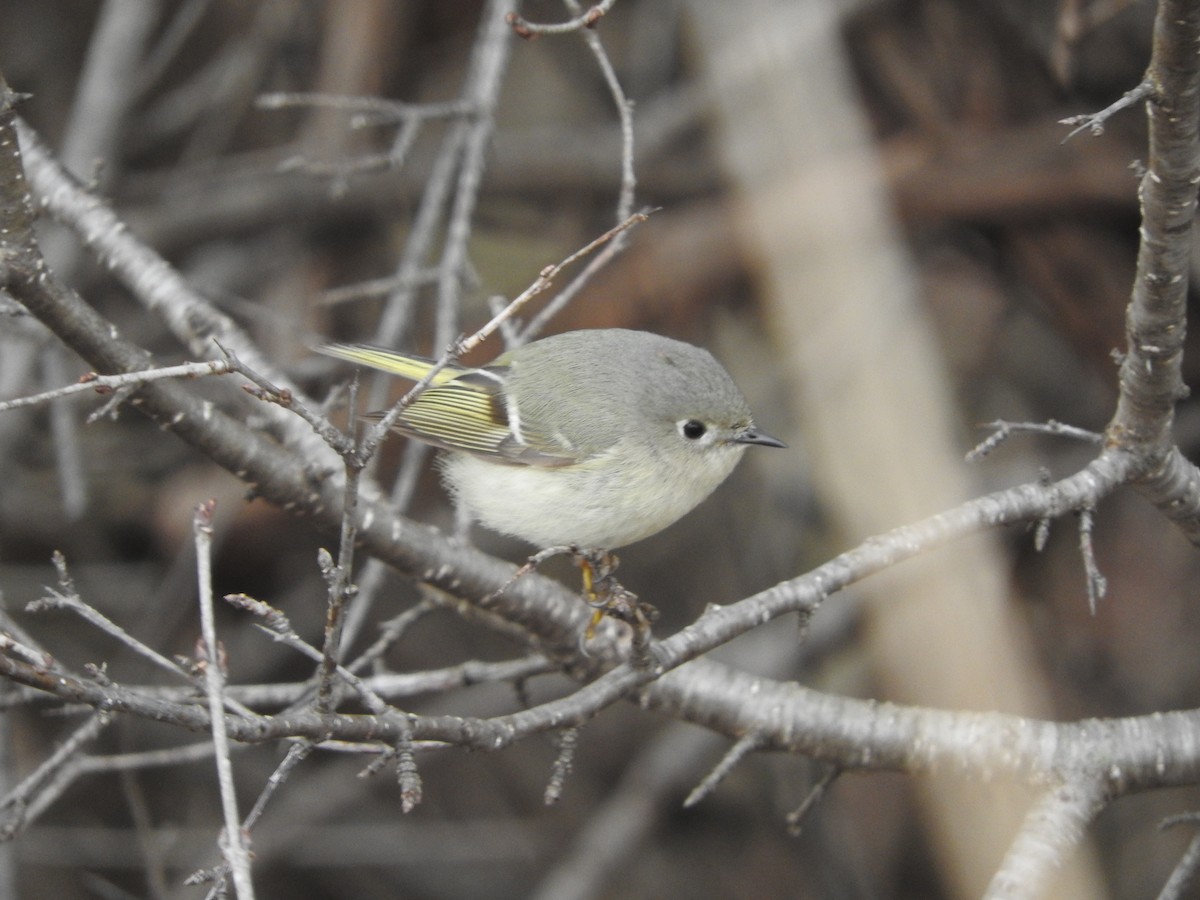 Ruby-crowned Kinglet - ML149596091