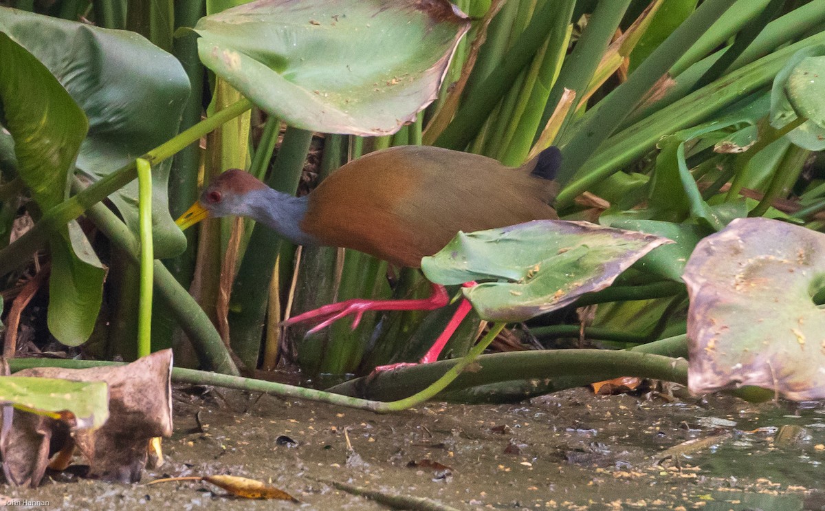 Russet-naped Wood-Rail - ML149596611