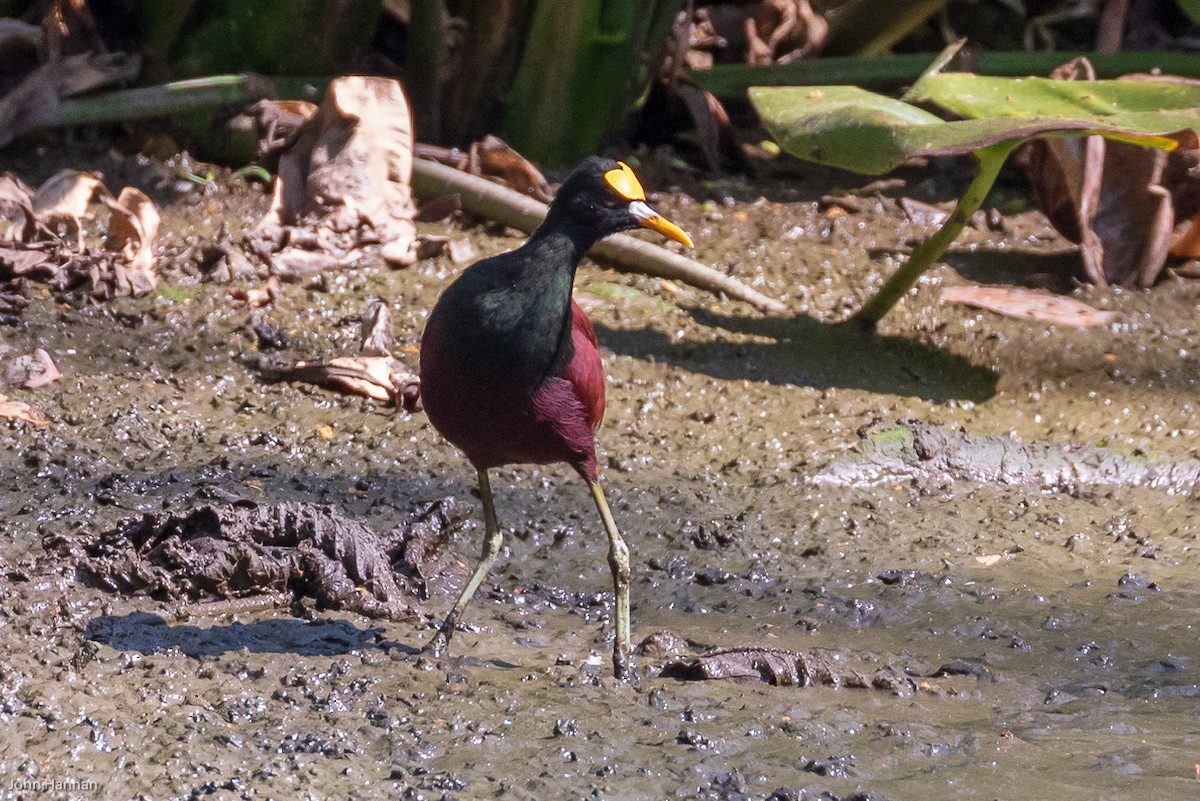 Northern Jacana - ML149596691