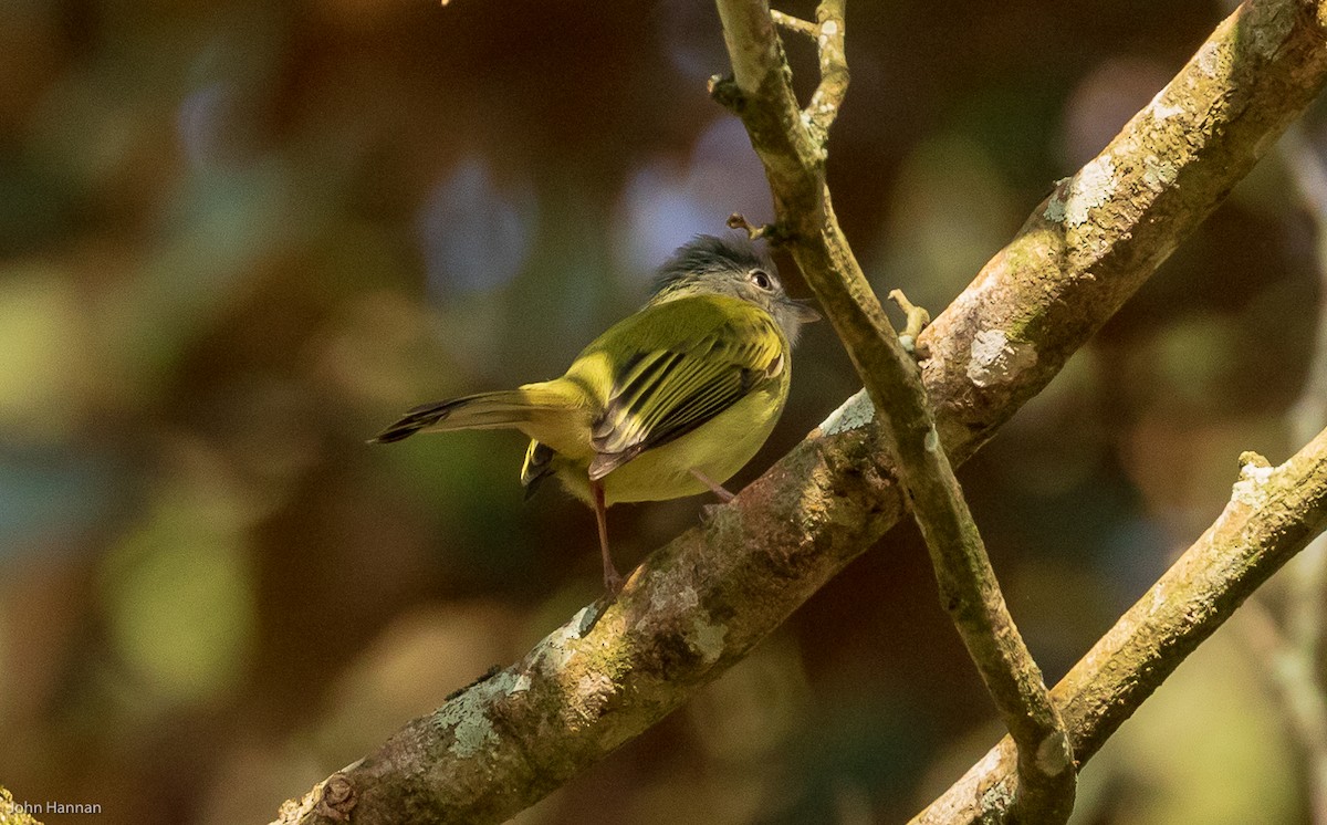 Yellow-olive Flatbill - ML149596931