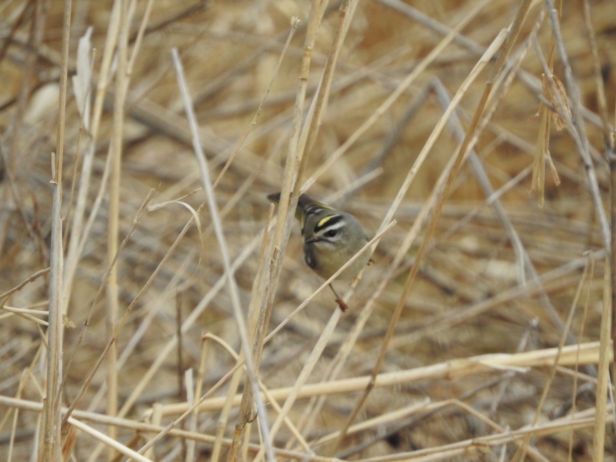 Golden-crowned Kinglet - ML149596991