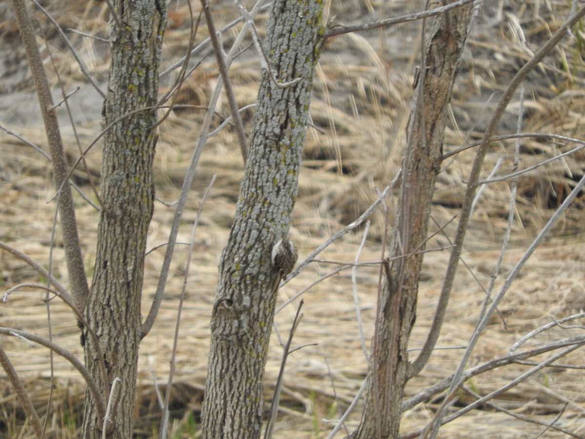 Brown Creeper - ML149597031