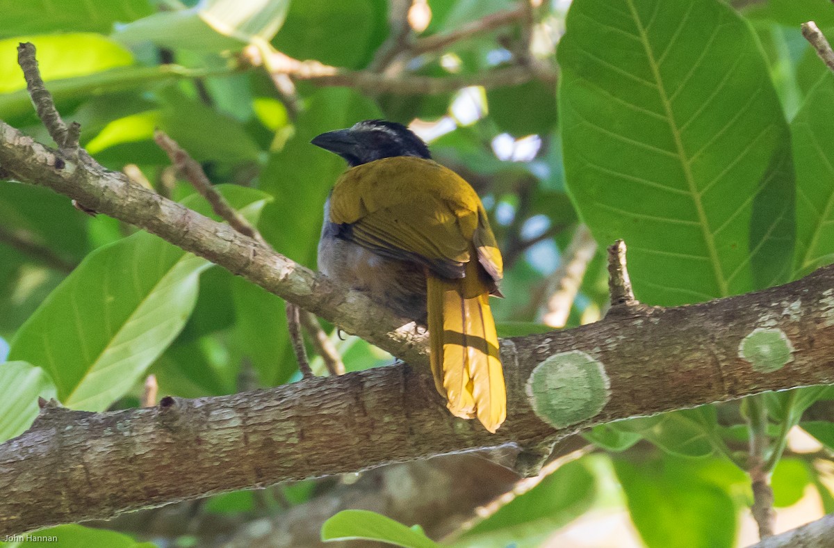 Saltator à tête noire - ML149597171