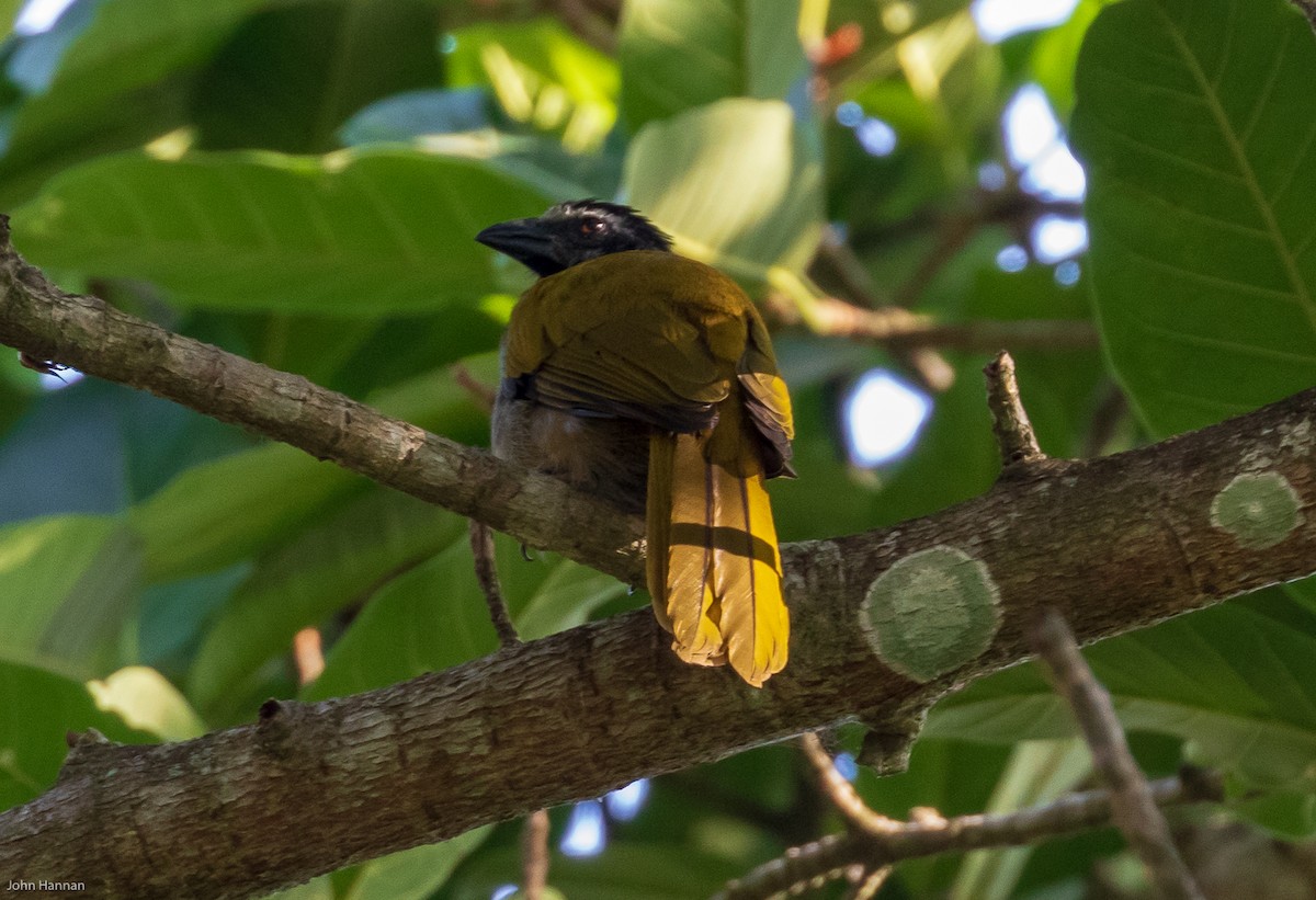 Black-headed Saltator - ML149597181