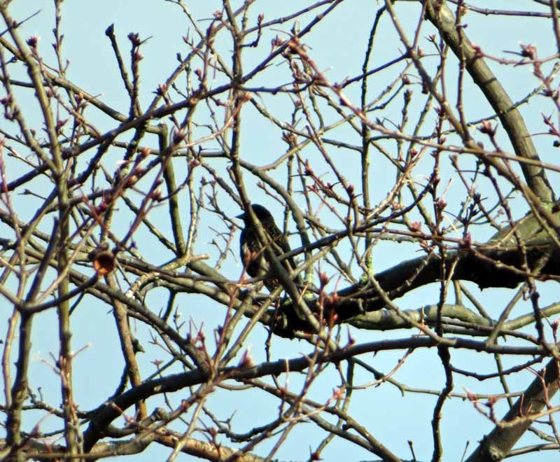 Rusty Blackbird - ML149599641