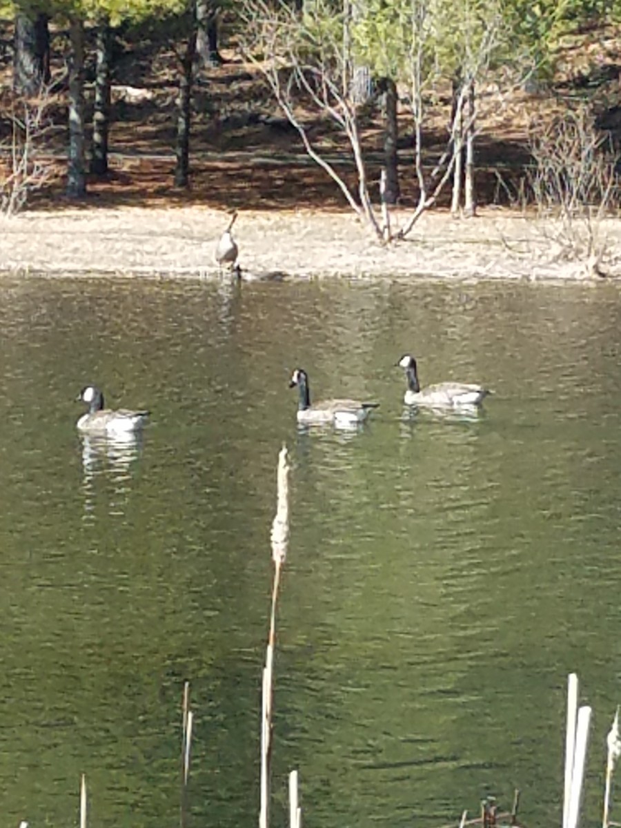 goose sp. - ML149600301