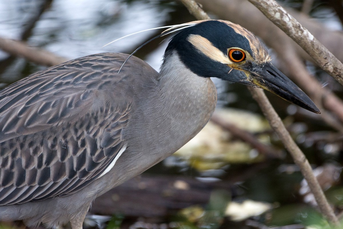 Yellow-crowned Night Heron - ML149600491