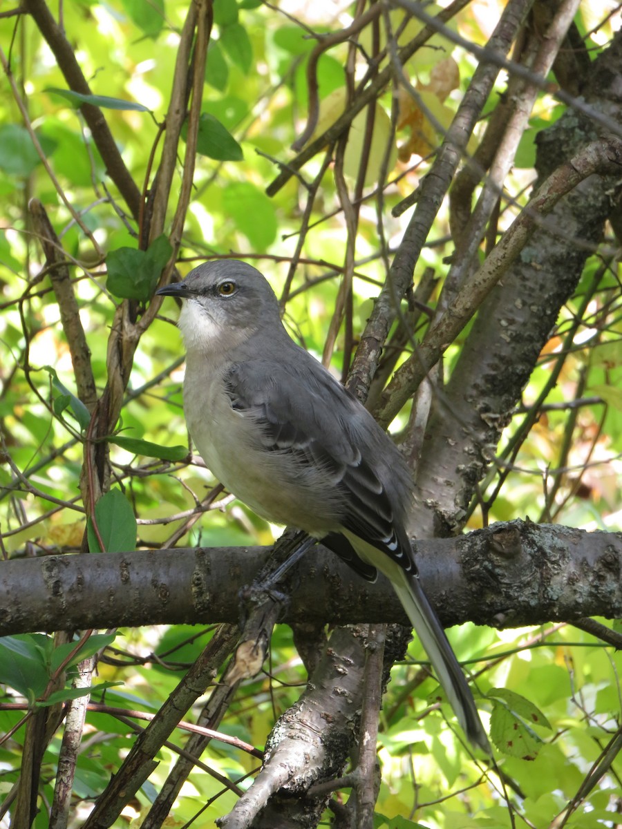 Northern Mockingbird - ML149602271