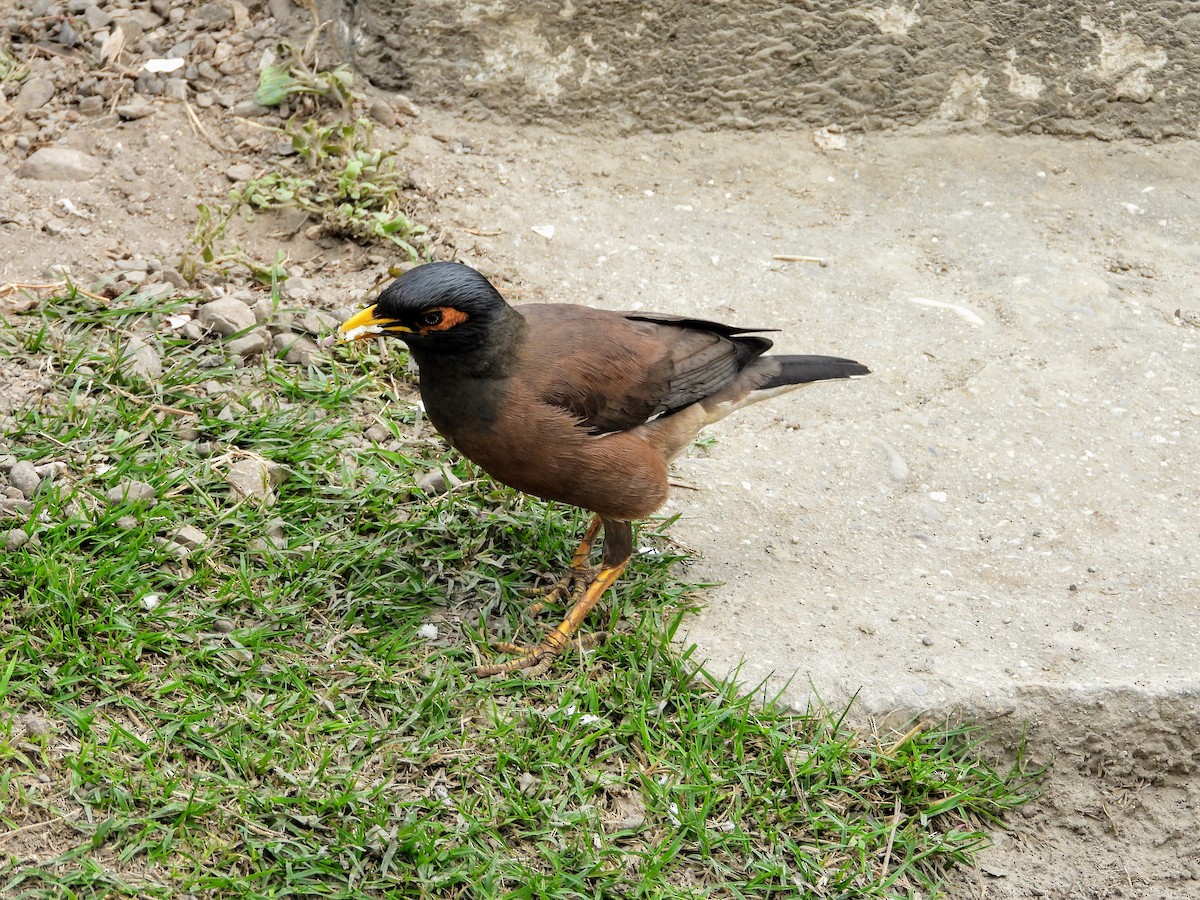 Common Myna - ML149602321