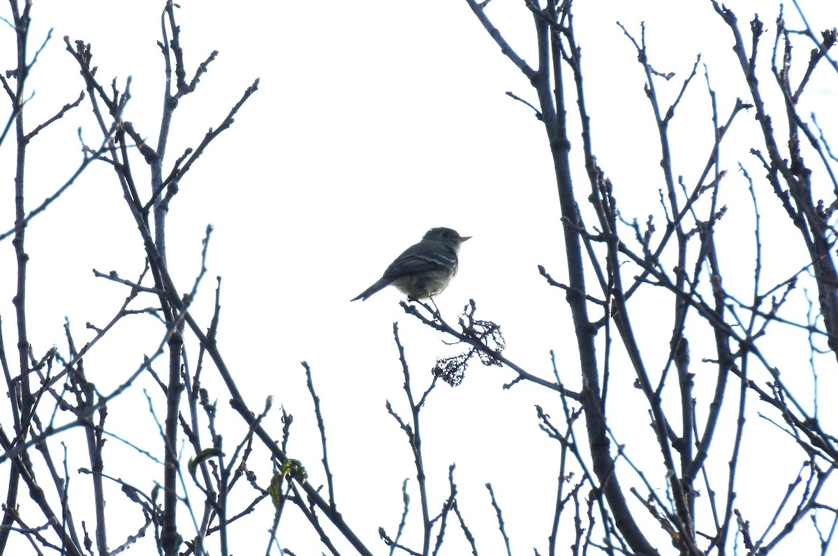 Pine Flycatcher - ML149602441