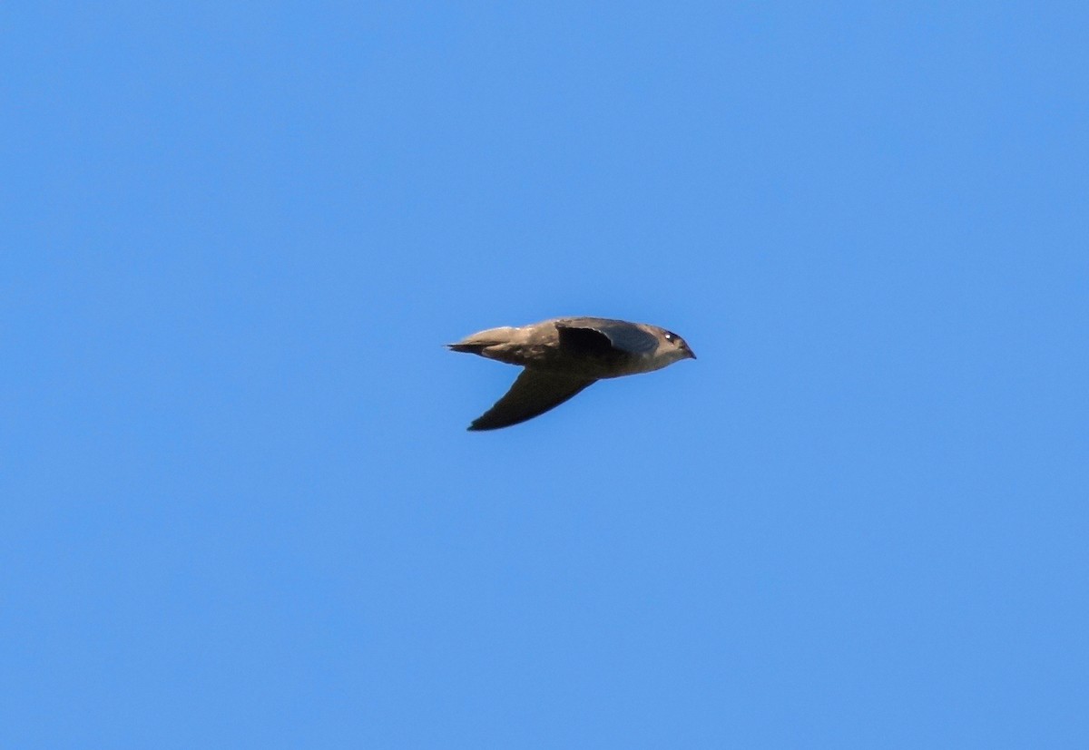 Chimney Swift - ML149602601