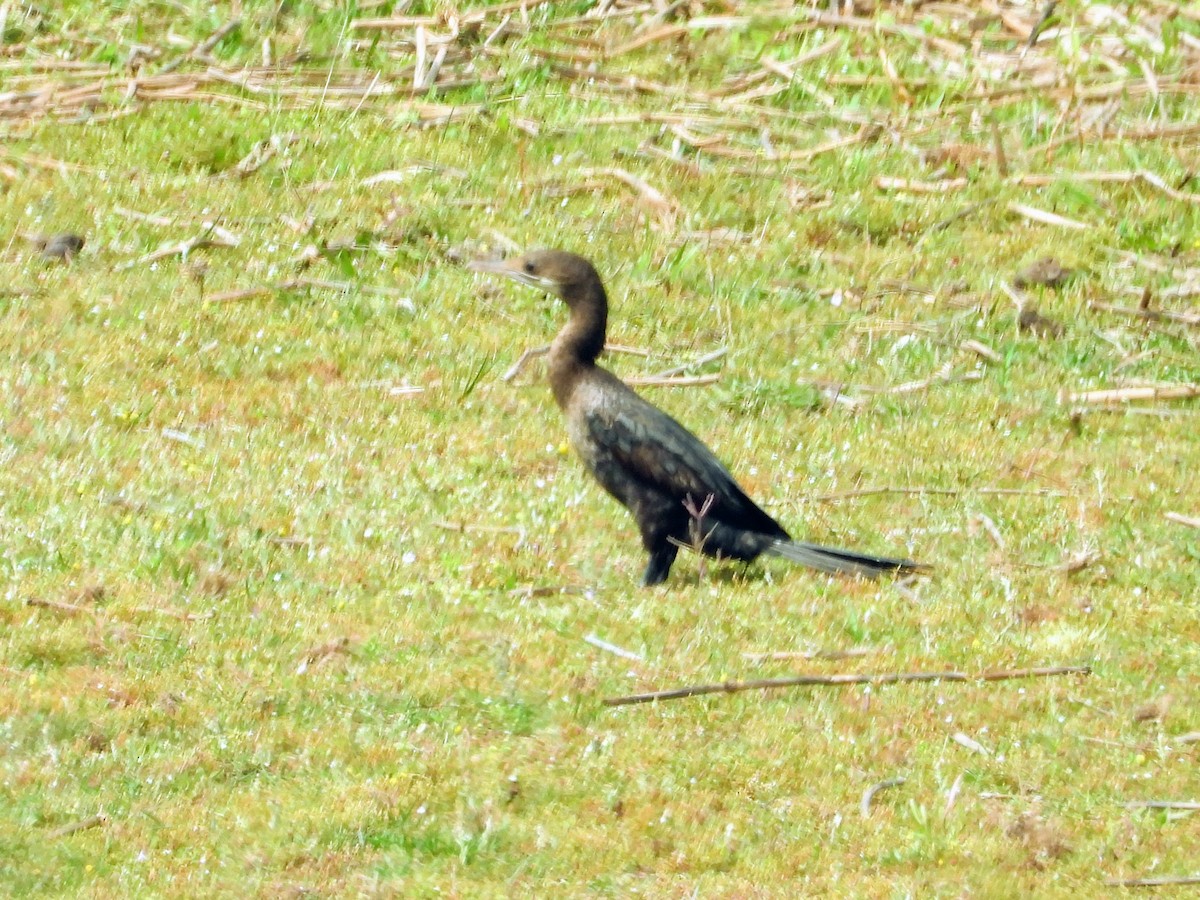 ub. skarv (Phalacrocoracidae sp.) - ML149602611