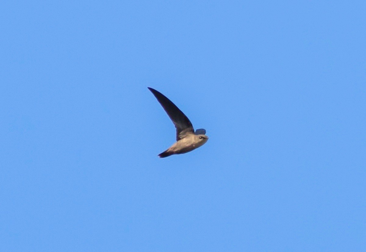 Chimney Swift - Nick Pulcinella