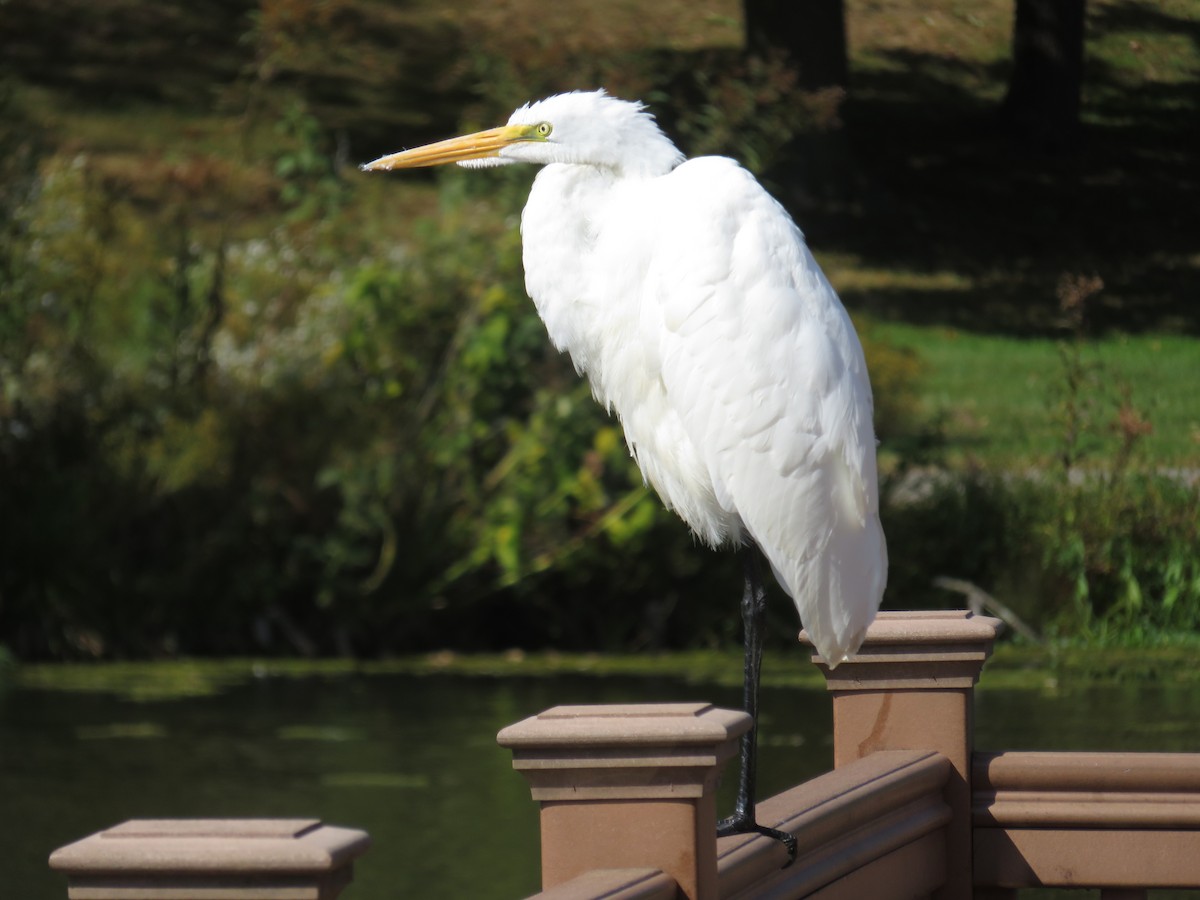 Great Egret - ML149603011