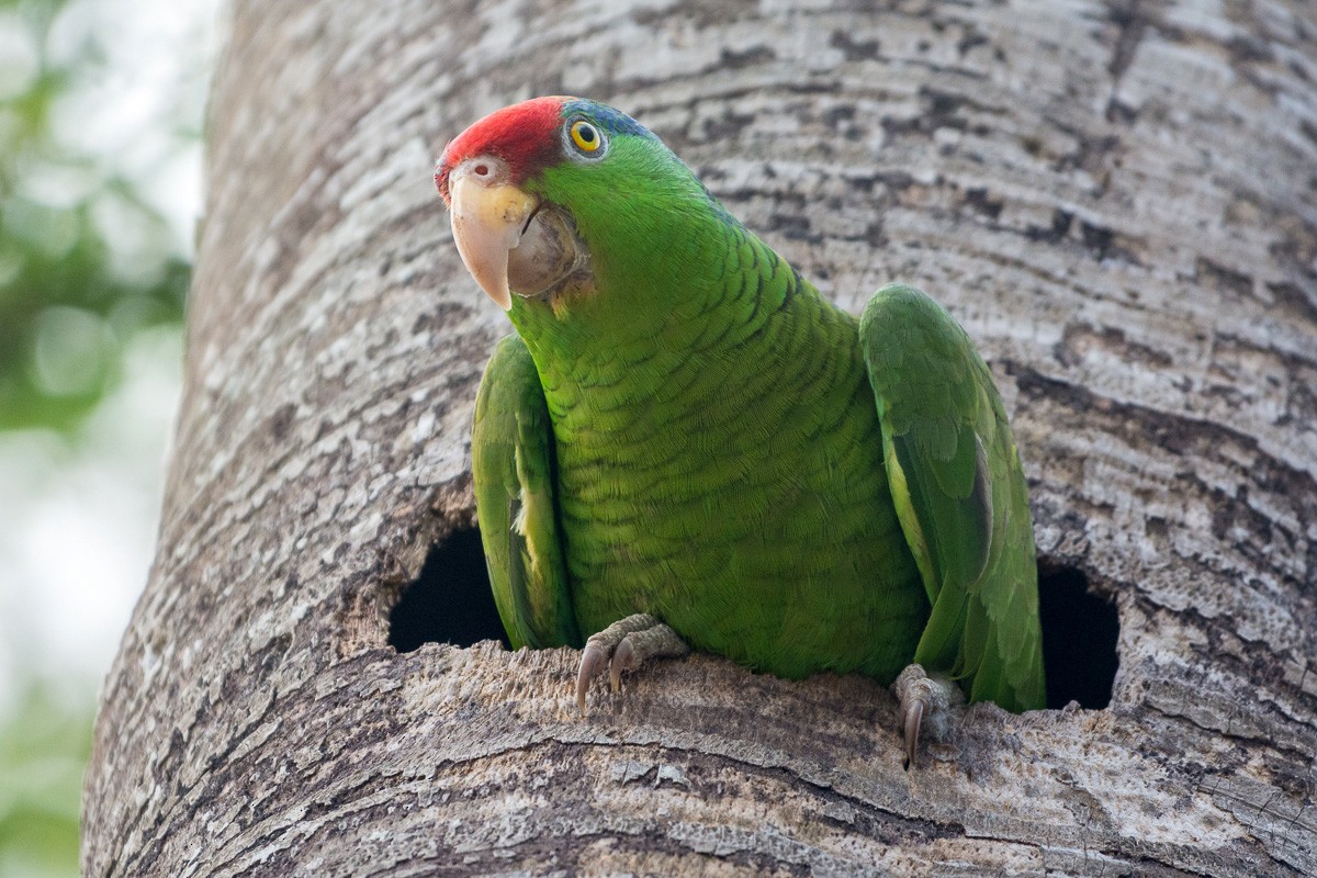 Red-crowned Amazon - Juan Miguel Artigas Azas