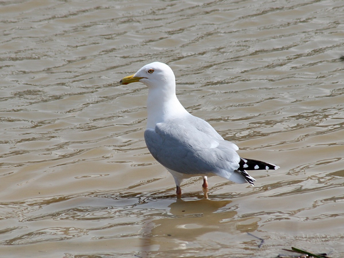 Herring Gull - Sherry Plessner