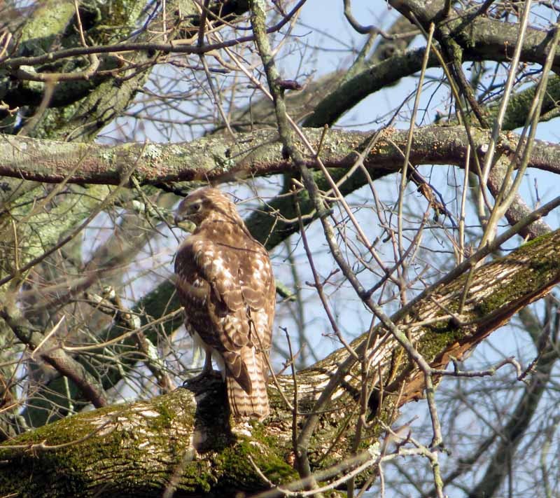 Red-tailed Hawk - ML149604881