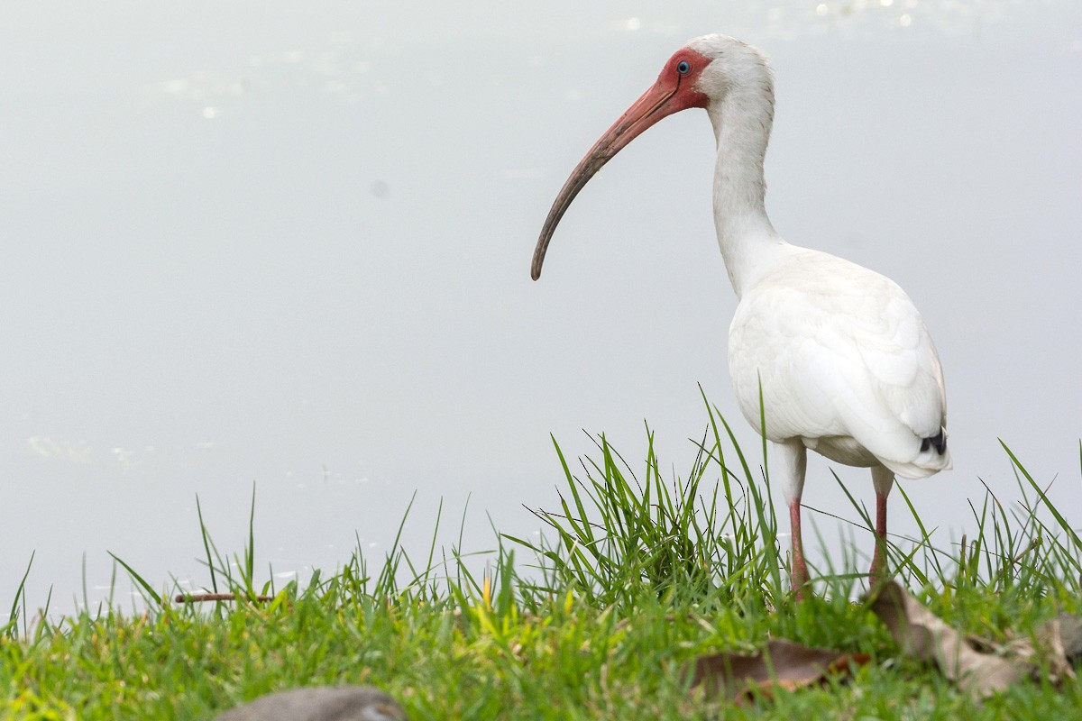 White Ibis - Juan Miguel Artigas Azas