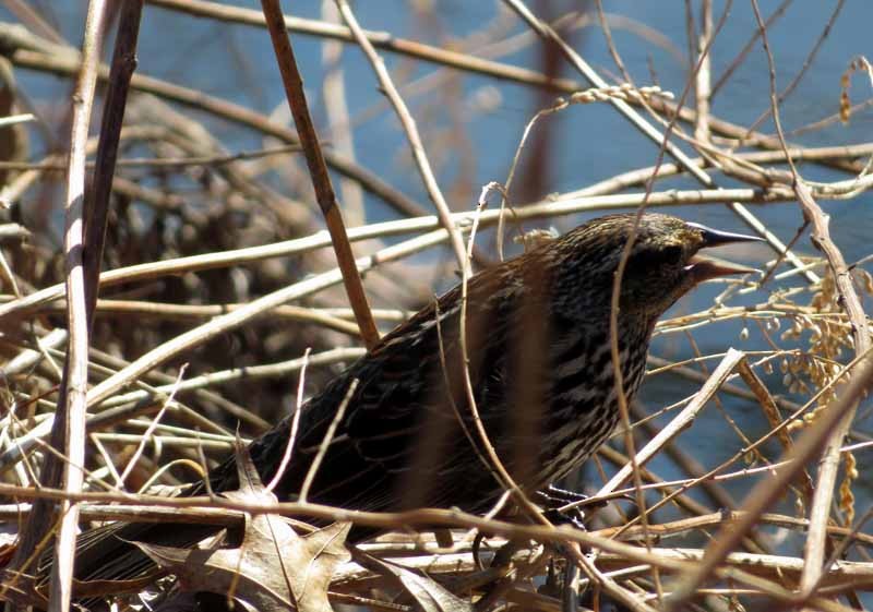 Red-winged Blackbird - ML149605691