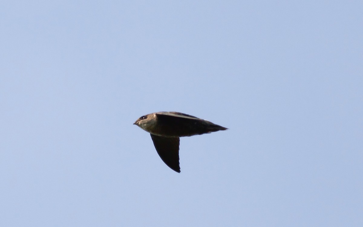 Chimney Swift - Nick Pulcinella