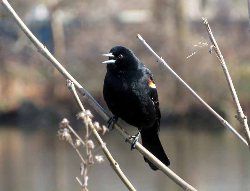 Red-winged Blackbird - ML149606541
