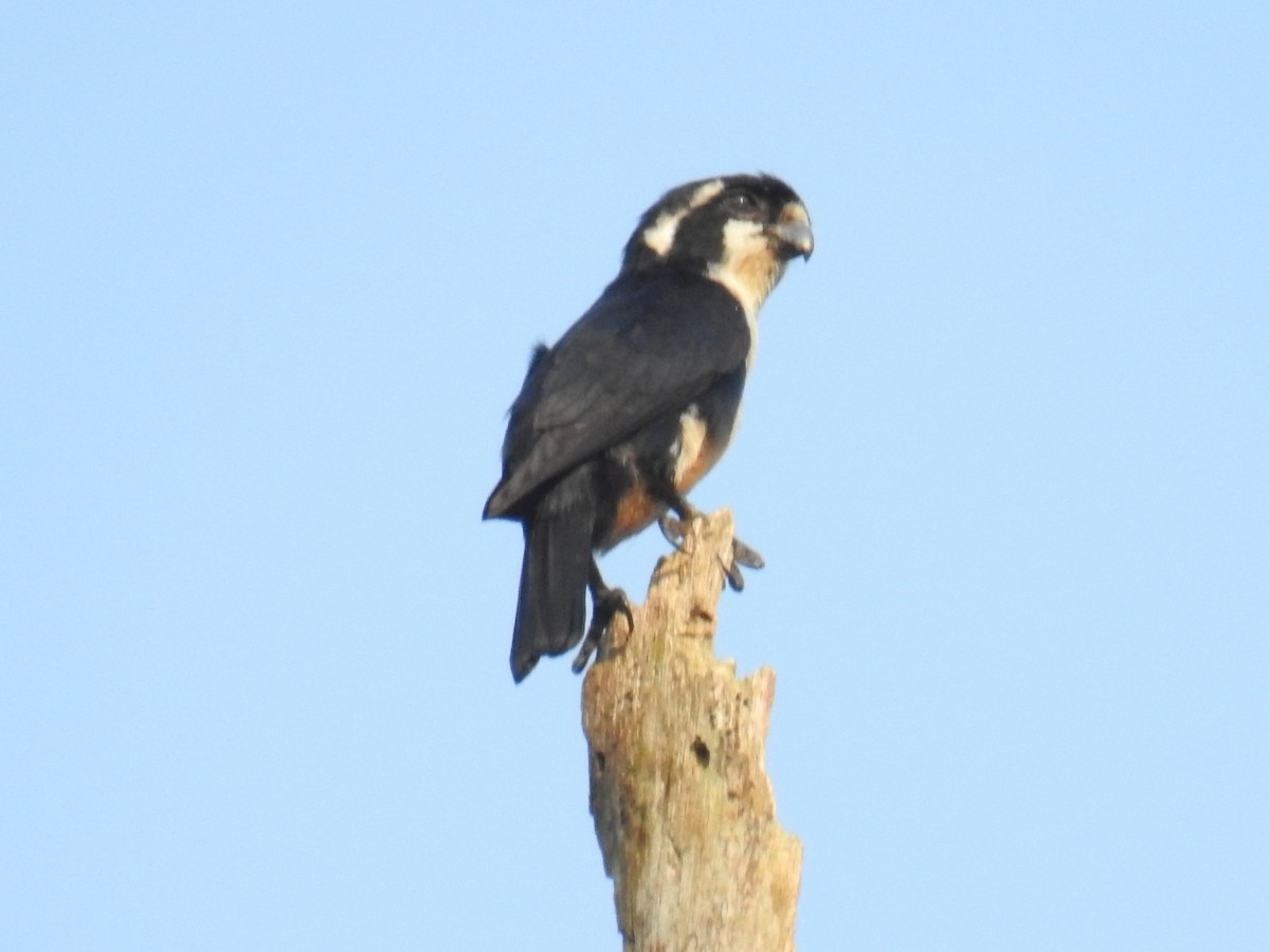 Black-thighed Falconet - ML149606661