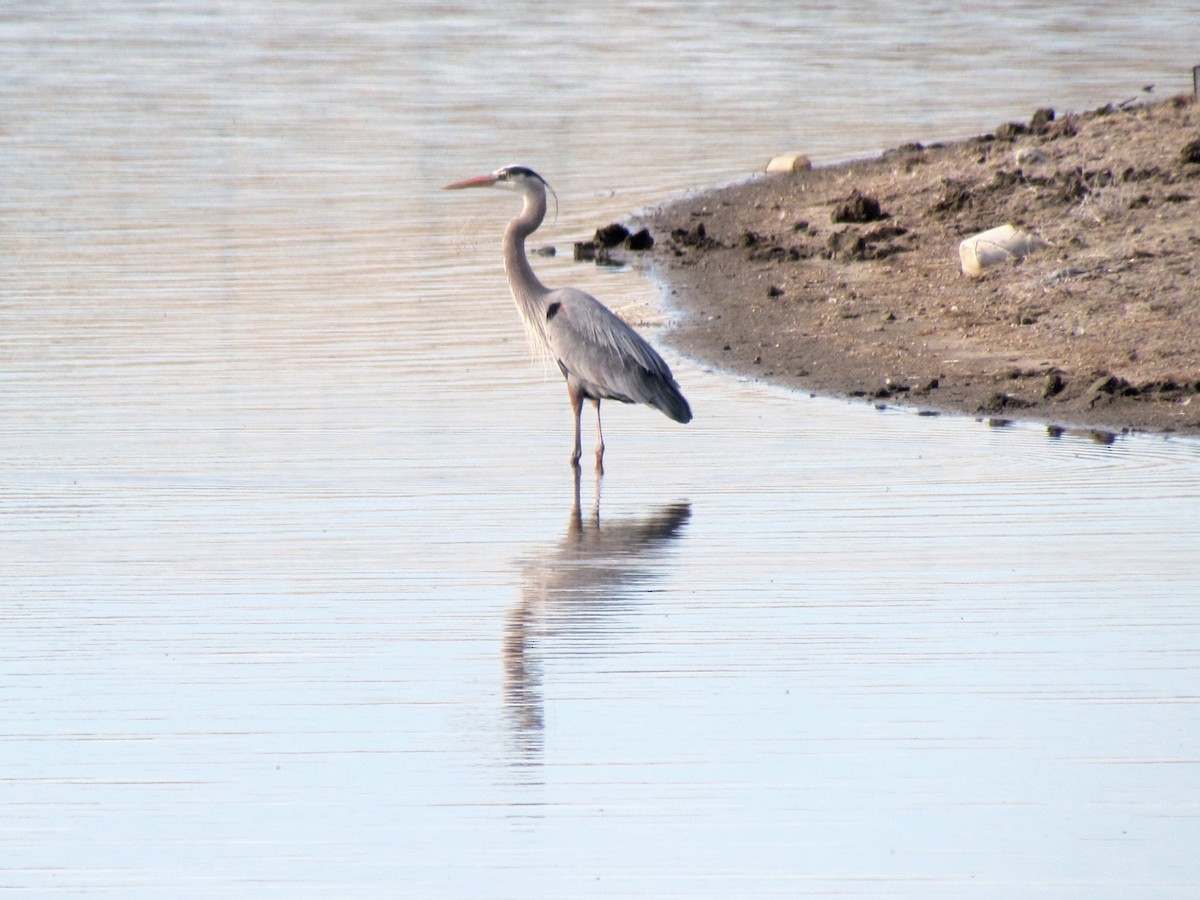 Great Blue Heron - ML149607321