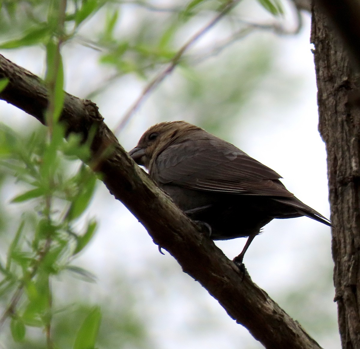 Brown-headed Cowbird - ML149608871