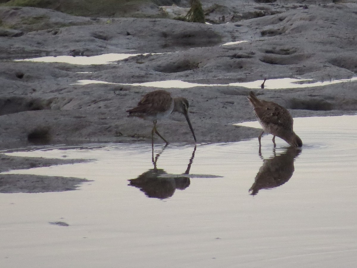 Long-billed Dowitcher - ML149608901