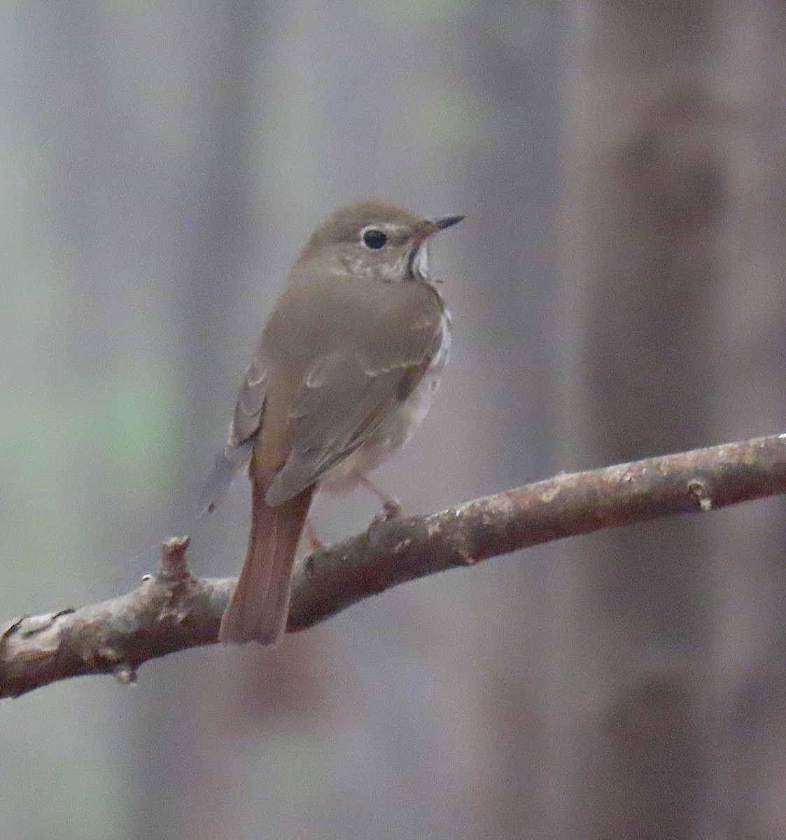 Hermit Thrush - ML149609381