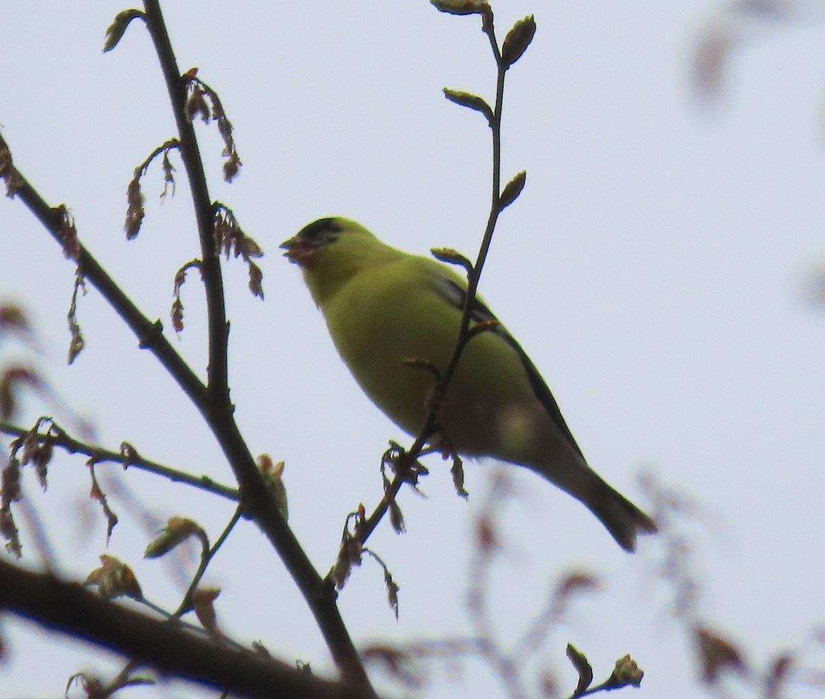 American Goldfinch - ML149609481