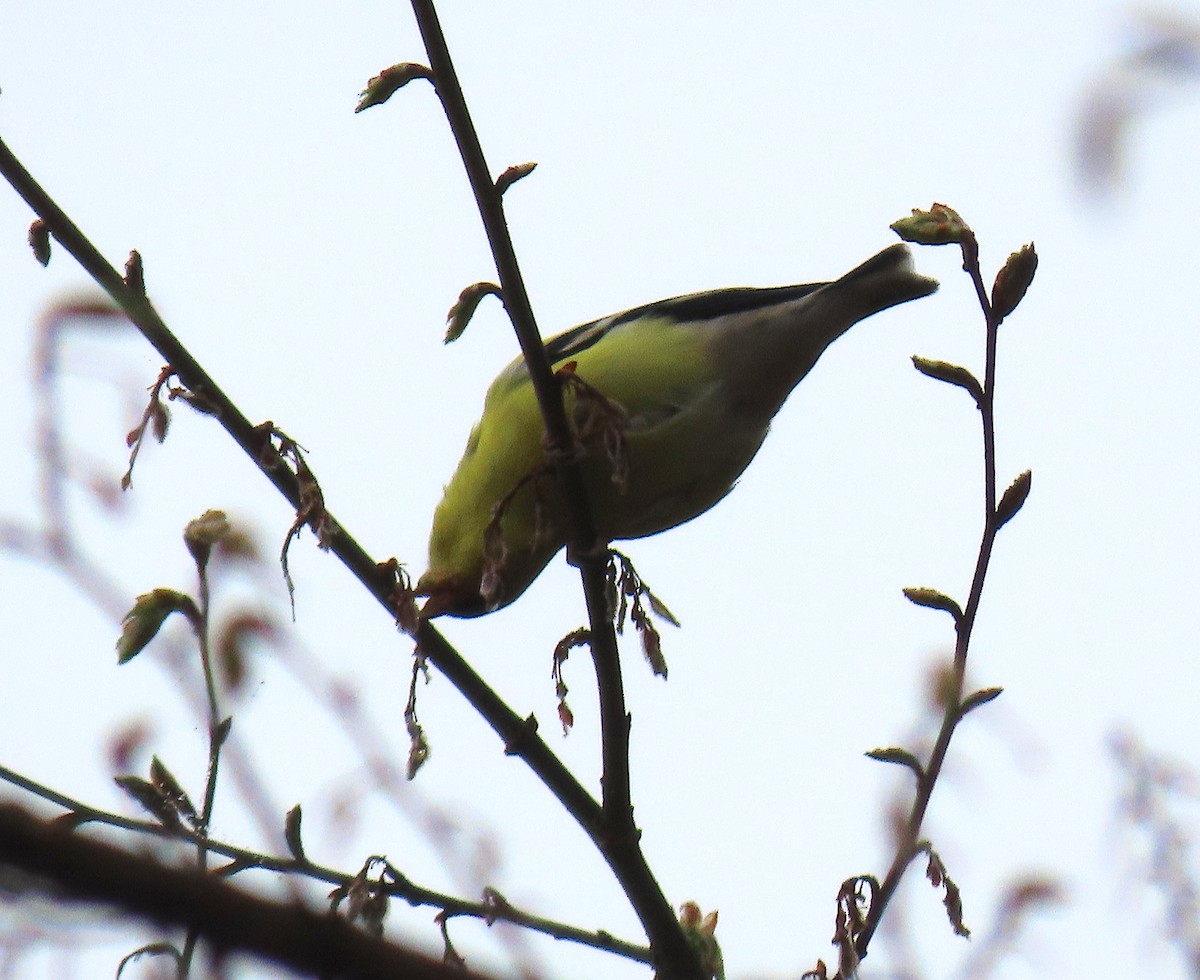 American Goldfinch - ML149609661