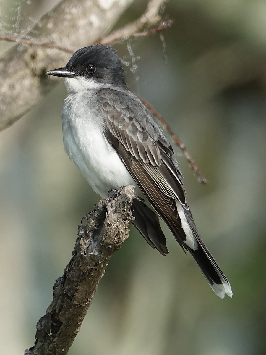 Eastern Kingbird - ML149610411