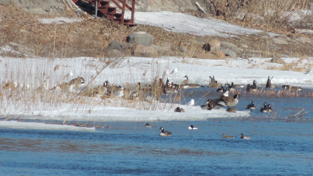 Common Merganser - ML149612001