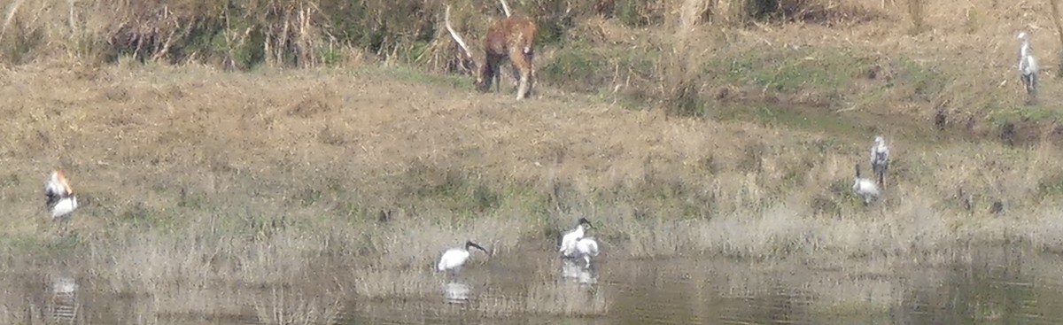 Black-headed Ibis - ML149612021