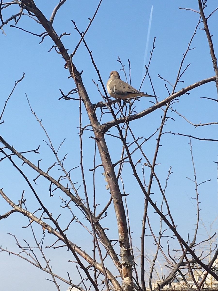 Mourning Dove - Christine Tropak