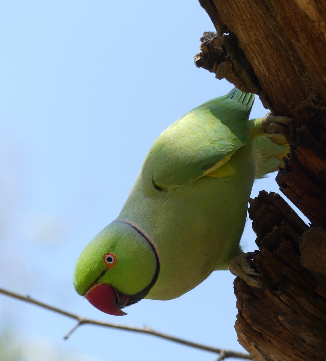 Rose-ringed Parakeet - Marc Brawer