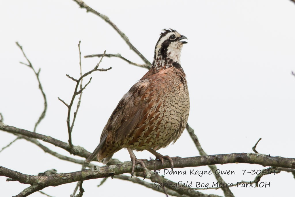 Northern Bobwhite - ML149614691