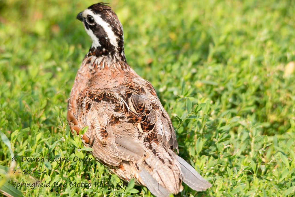 Northern Bobwhite - ML149614721