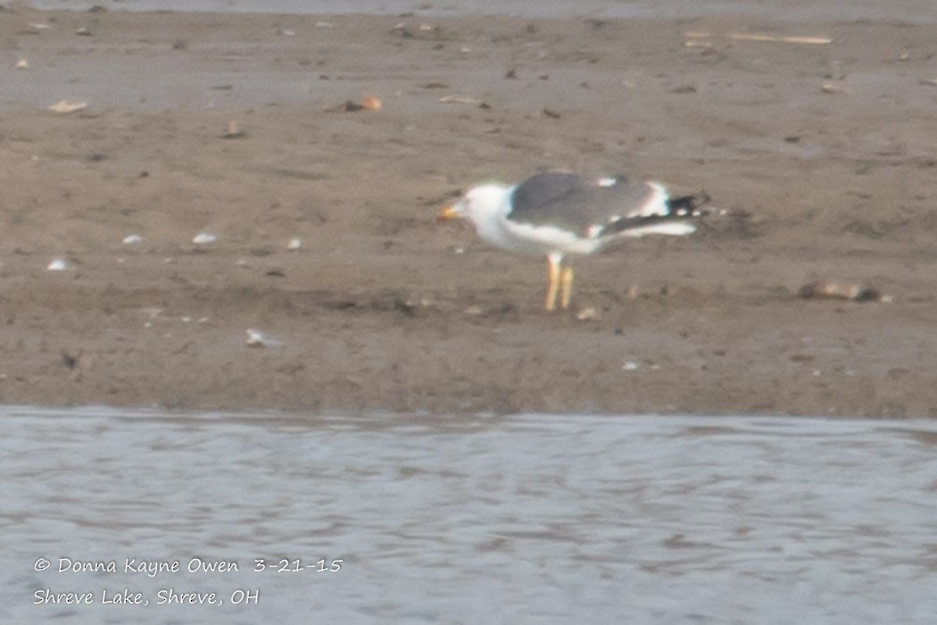 Lesser Black-backed Gull - ML149615061