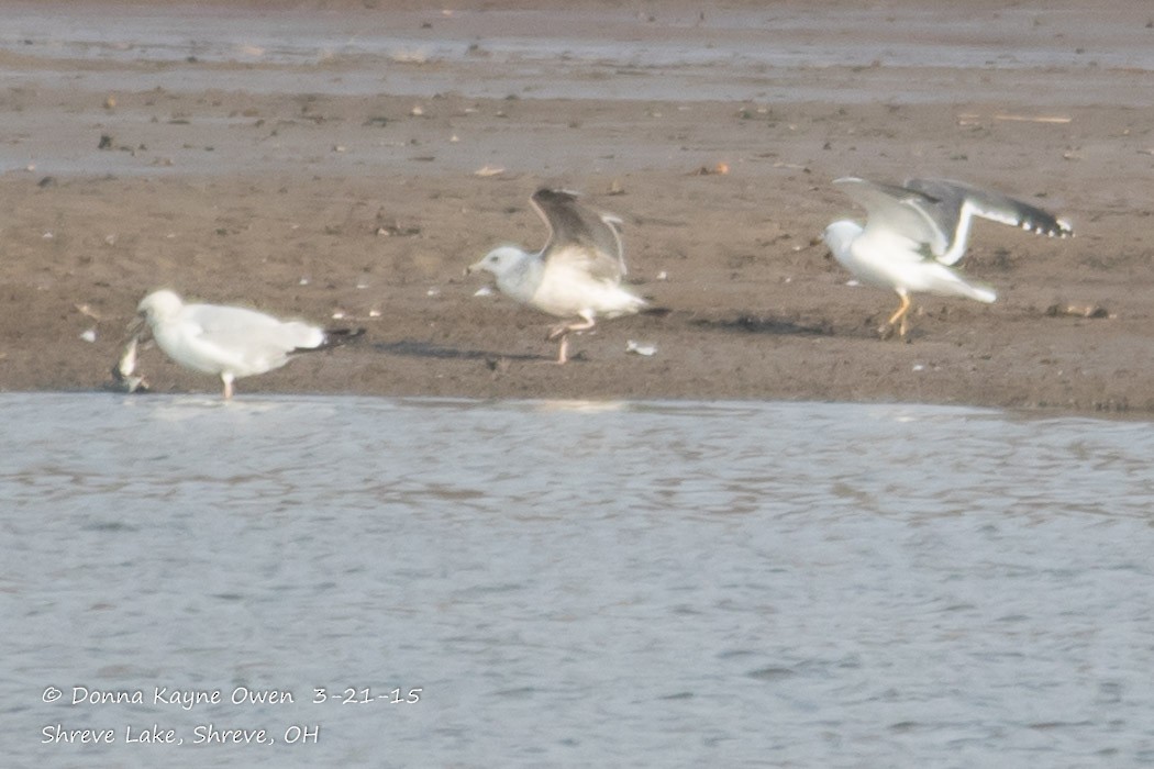 Lesser Black-backed Gull - ML149615081