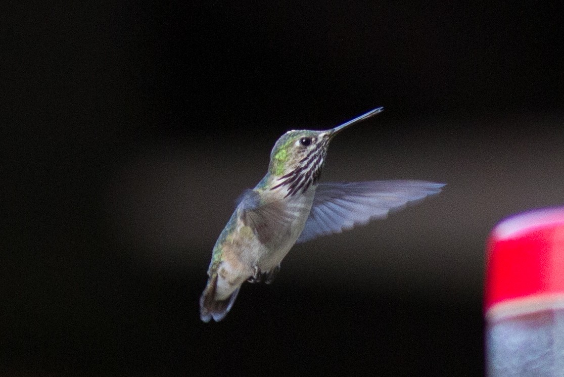 Calliope Hummingbird - ML149615681