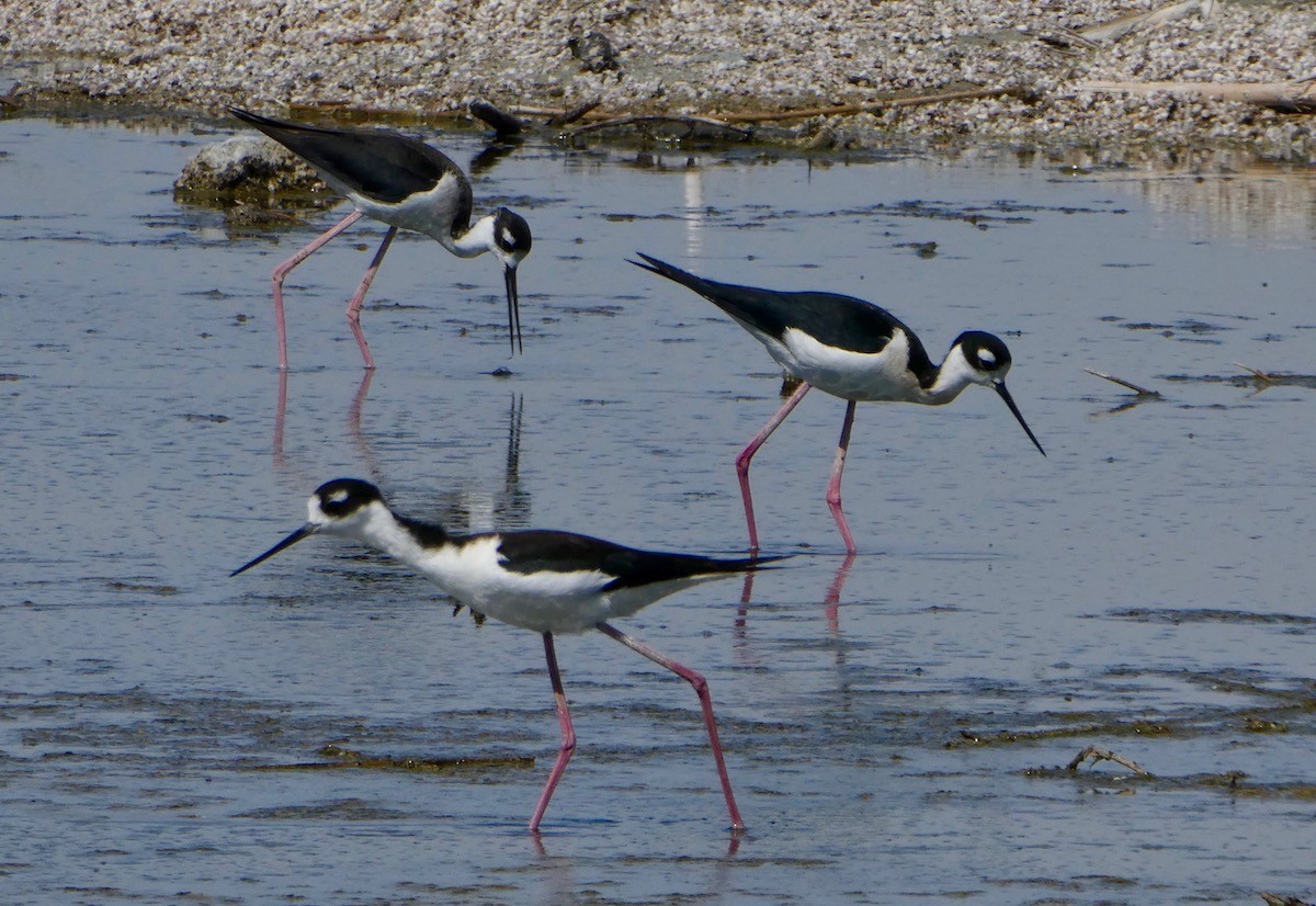 Black-necked Stilt - Ann Hunkins