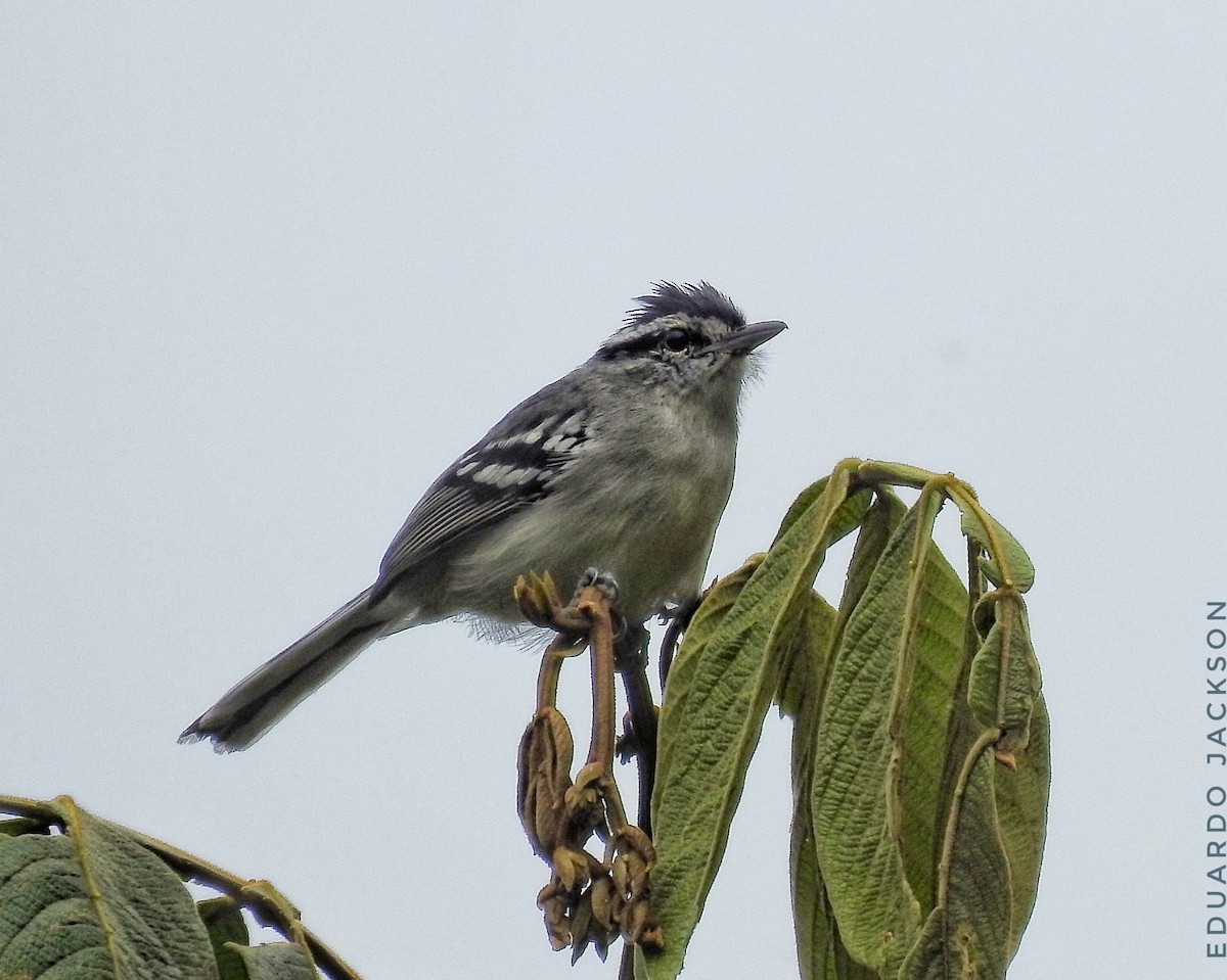 Creamy-bellied Antwren - Eduardo  Jackson