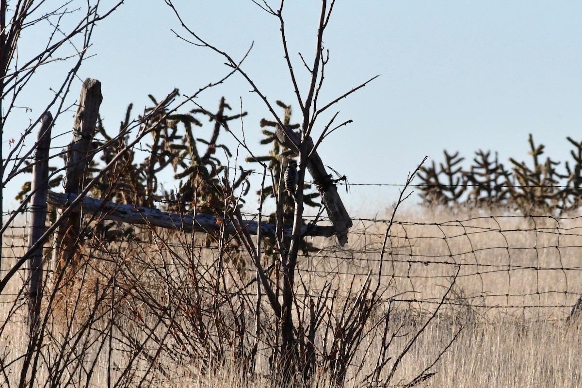 Ladder-backed Woodpecker - ML149618431