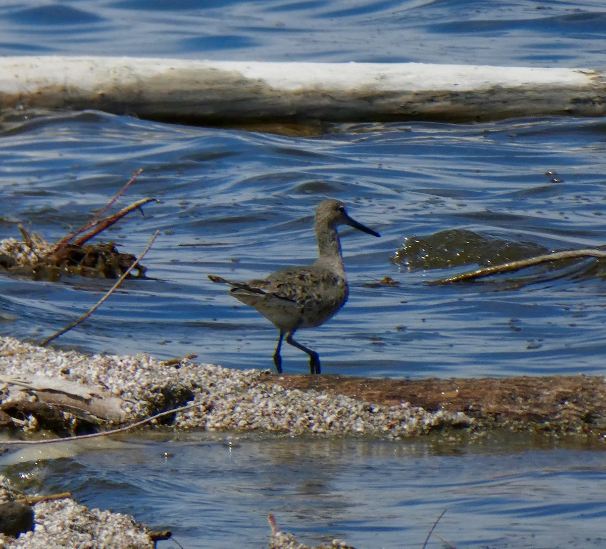 Willet - ML149618641