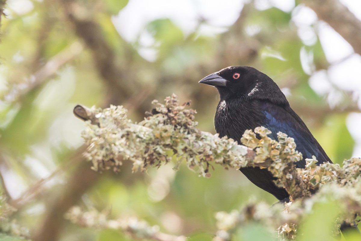 Bronzed Cowbird - ML149618811