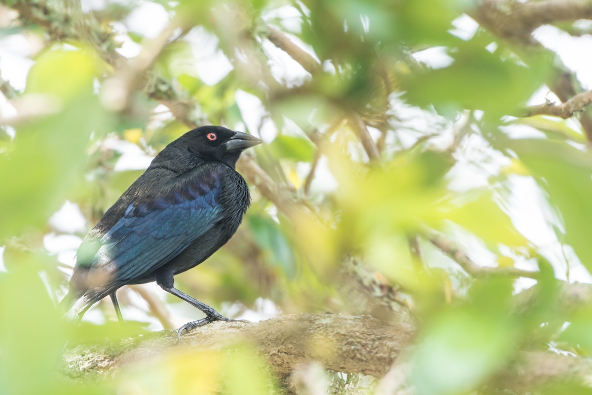Bronzed Cowbird - ML149618831
