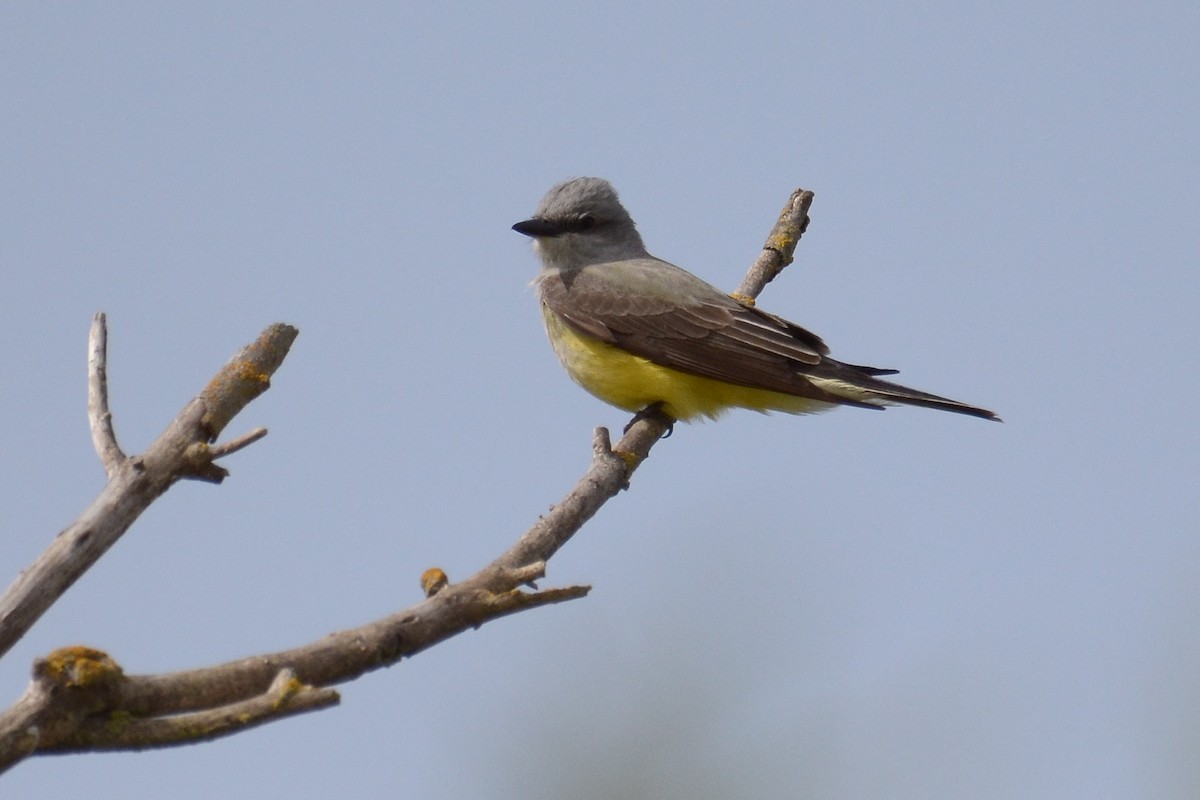 Western Kingbird - ML149619071