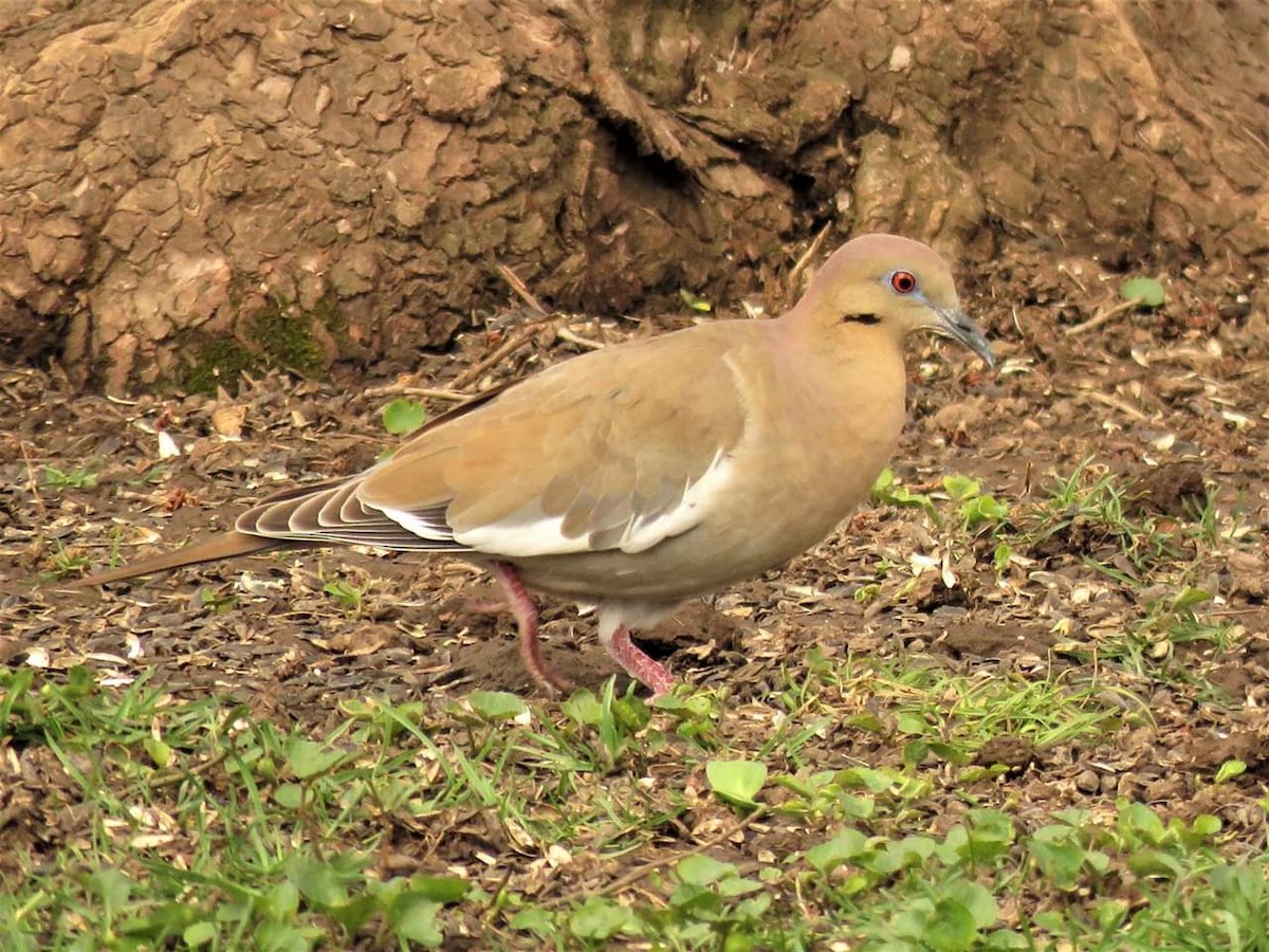 White-winged Dove - Deb Crouse